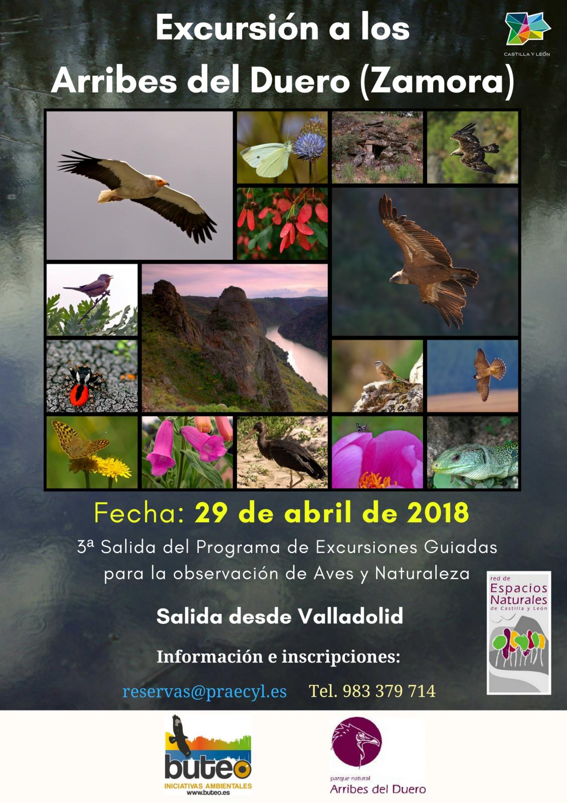 Observación de aves y naturaleza en los Arribes del Duero (abril)